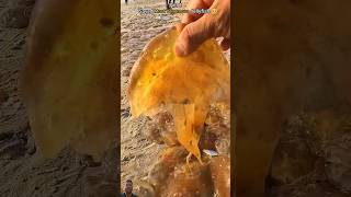 1000 Most venomous Jelly Fish🪼🎐rescued fishing surajroxfunnyvibeo vikram beach animalkingdom [upl. by Leod386]