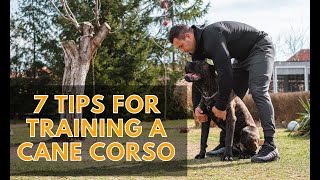 7 Tips For Training a Cane Corso Every Cane Corso Owner Must Know [upl. by Pam796]