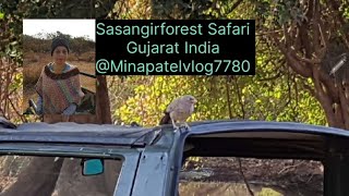 Sasangirforest Lion safari Gujarat INDIA February 2020 [upl. by Atekal]