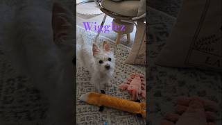 🙅‍♀️SLAM 🤣😂🤣 funny shorts rescue dogs miniature designerdog doglover pets dogowner love [upl. by Lewanna900]