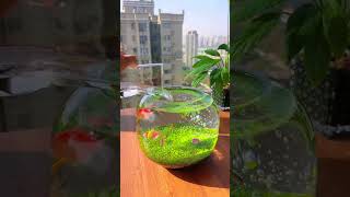 Beautiful Glass Bowl Grass self environment Water Plant Tank Micro Scenery Nature in the Fishtank [upl. by Emerej]