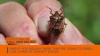 Brown marmorated stink bugs  Catch it Call us [upl. by Lida]