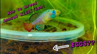 How to Breed Annual Killifish Nothobranchius [upl. by Prichard]