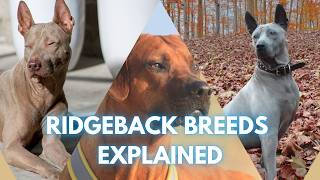 Discover the Ridgebacks Thai Rhodesian amp Phu Quoc Ridgeback Origins and Genetics [upl. by Notlit]