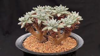 Dudleya gnoma White Sprite  Rare Succulents 1 [upl. by Pussej]