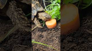 Star Tortoise trippytippi tortoise startortoise beautifulanimals [upl. by Arriec383]