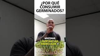 Por qué consumir germinados de Alfalfa rábano brócoli etc germinados alfalfa brócoli [upl. by Farhi565]