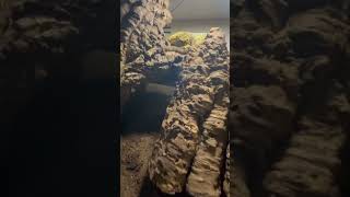 Leachianus Breeding Tip ⚡️ leachianusgecko reptile leachianus gecko animal [upl. by Adnilrem554]