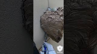 Hornet Nest Removed from back of store hornet insectnest hornetsnest [upl. by Uba]