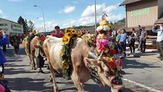 Alpabfahrt Entlebuch 2019 Schüpfheim [upl. by Aiceila]