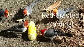 Red Crested Cardinal Birds of Hawaii Oahu Hawaiian Islands [upl. by Chester686]