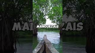 Curso online de manguezais e estuários [upl. by Ainessej]