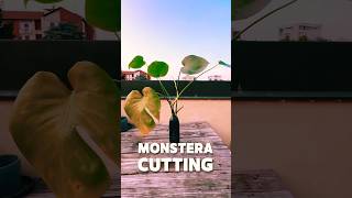 How to Multiply Monstera Plants FAST CUTTING Easiest Method for Beginners monstera shorts [upl. by Bloomer]