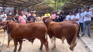 SAPI PEDET ROBICON JUARA 1 KONTES APPSI ‼️🔥🔥🔥 [upl. by Rechaba]