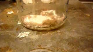 Experiment No 16 Concentrated sulfuric acid [upl. by Ingrid]