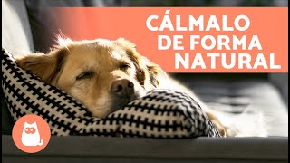 6 TRANQUILIZANTES NATURALES para PERROS 🐶✅  Cómo Relajar a un Perro sin Medicación [upl. by Anitserp]