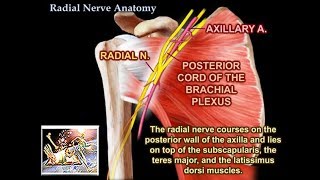 Radial Nerve Anatomy  Everything You Need To Know  Dr Nabil Ebraheim [upl. by Worthington]