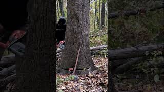 In depth look at how to swing a veneer tree dangerous husqvarna chainsaw logging timber [upl. by Inram]