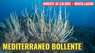 Mediterraneo Bollente [upl. by Kerwin]