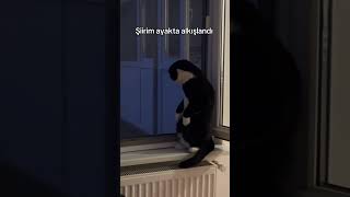 Ayakta alkışlanan kedi şiirim [upl. by Eiramasil]