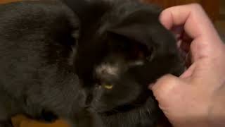 Video of adoptable pet named Captain [upl. by Sisto]