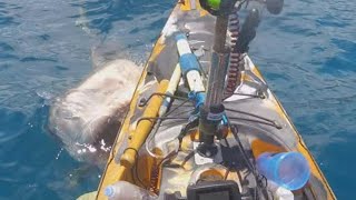 Shark attack on kayak caught on camera [upl. by Auqinu698]