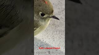 This Rubycrowned Kinglet must have hit the window Dazed it allowed me a moment to share with you [upl. by Shifra923]