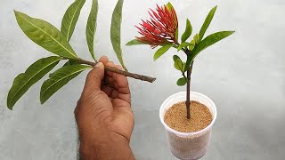 Grow Ixora from cuttings  Grow easily in sand  Rangan flower plant [upl. by Lesiram]