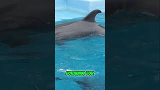 Dolphins Are Smarter Than You Think 🐬 [upl. by Ydderf]