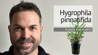 Guía completa sobre Hygrophila Pinnatifida Cultivo cuidados y características [upl. by Dachia263]