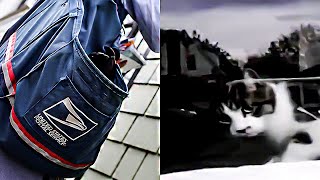 A Mailman Captured the Hilarious Antics of a Crazy Cat That Always Attacked Him on His Route [upl. by Oliva]