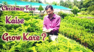 Christmas Tree ko Seed se Kaise Grow Kare   Araucaria Growing method [upl. by Andie565]