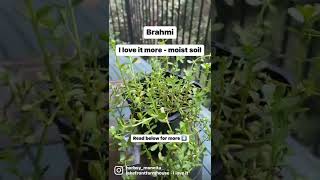 Brahmi Growing Tips [upl. by Amron963]