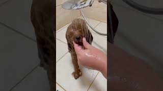 Dog care and Bath shorts puppy cuteanimals petcare petbath [upl. by Lekram874]