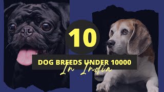 Dog price list in india  Dog breeds under 10000 rs [upl. by Yeldahc]