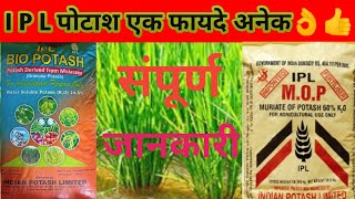 Potash fertilizer।।ipl potash fertilizer price।।difference between molasses potash and mop।ipl [upl. by Cannice]