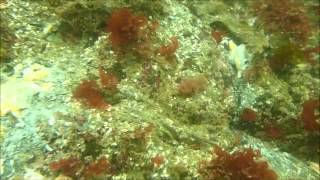 Sea star mortality event September 22013 [upl. by Alicsirp]