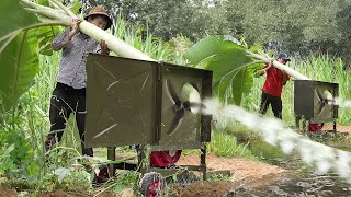 Genius Way They Feed Fishes by Slicing Banana Trees [upl. by Aziar874]