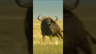 Lion vs Buffalo Epic Battle in the Wild shorts [upl. by Are]