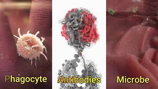 Opsonization Humoral specific immune response [upl. by Aisereht]