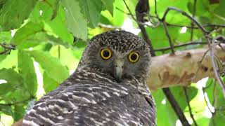 悉尼 猛鷹鴞 Powerful Owl 獵食Ringtail possum [upl. by Kcirddahc688]