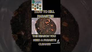 How To Kill Parasite  The Reason You Need a Parasite Cleanse [upl. by Ethyl]