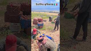 ইতালিতে কৃষি কাজে অনেক কষ্ট 😥 ইতালি shortvideo shorts italyprobashi agriculture europeanvisa [upl. by Serg]