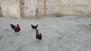 SB ko ek sath khool dia or Murgon ki larai hogai friends chicken subscribe new shorts murga [upl. by Norwood]