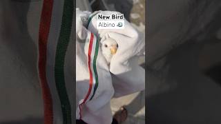 Albino budgiesvlog budgies lovebirds cockatiel finches birds shortsfeed parakeet paroot [upl. by Uzzial243]