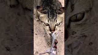 Tome catch jorry 😀🐱🐭shortvideo viralvideo youtubeshorts [upl. by Greff]