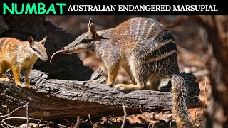 Numbat Australian Most Endangered Marsupial [upl. by Leviralc]