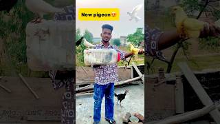 New pigeon le aaye😍 petlover pigeon pigeonvlogger minivlog birds kabutar newpigeon budgies [upl. by Anurag]