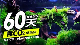 兩個月完全不打任何CO2，成功種出4種莫斯的草缸！2 months NO CO2  4 kinds of Moss grass tank successfully planted 莫絲 默思 水草 [upl. by Erastus]