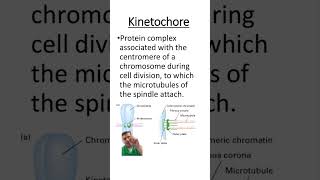 Kinetochore [upl. by Atniuqal306]